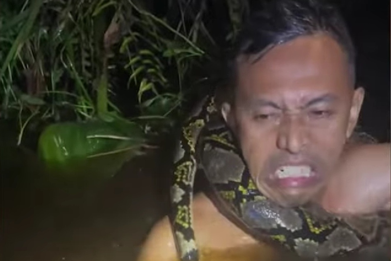 Horor prizori na izletu: Piton od 6 metara povukao turističkog vodiča pod vodu