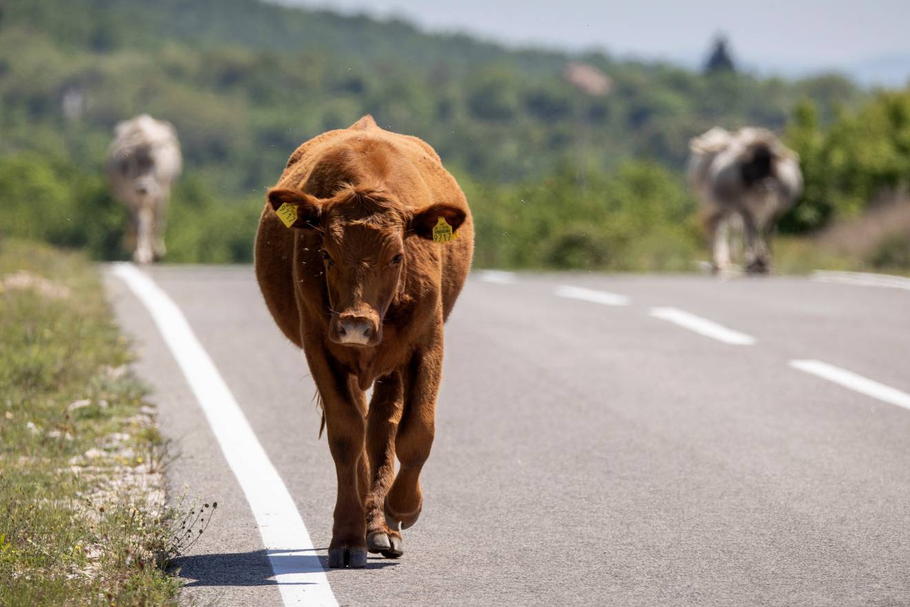 Krava ubila nogometaša (20): ‘Otišao si tako mlad, kakva nepravda’