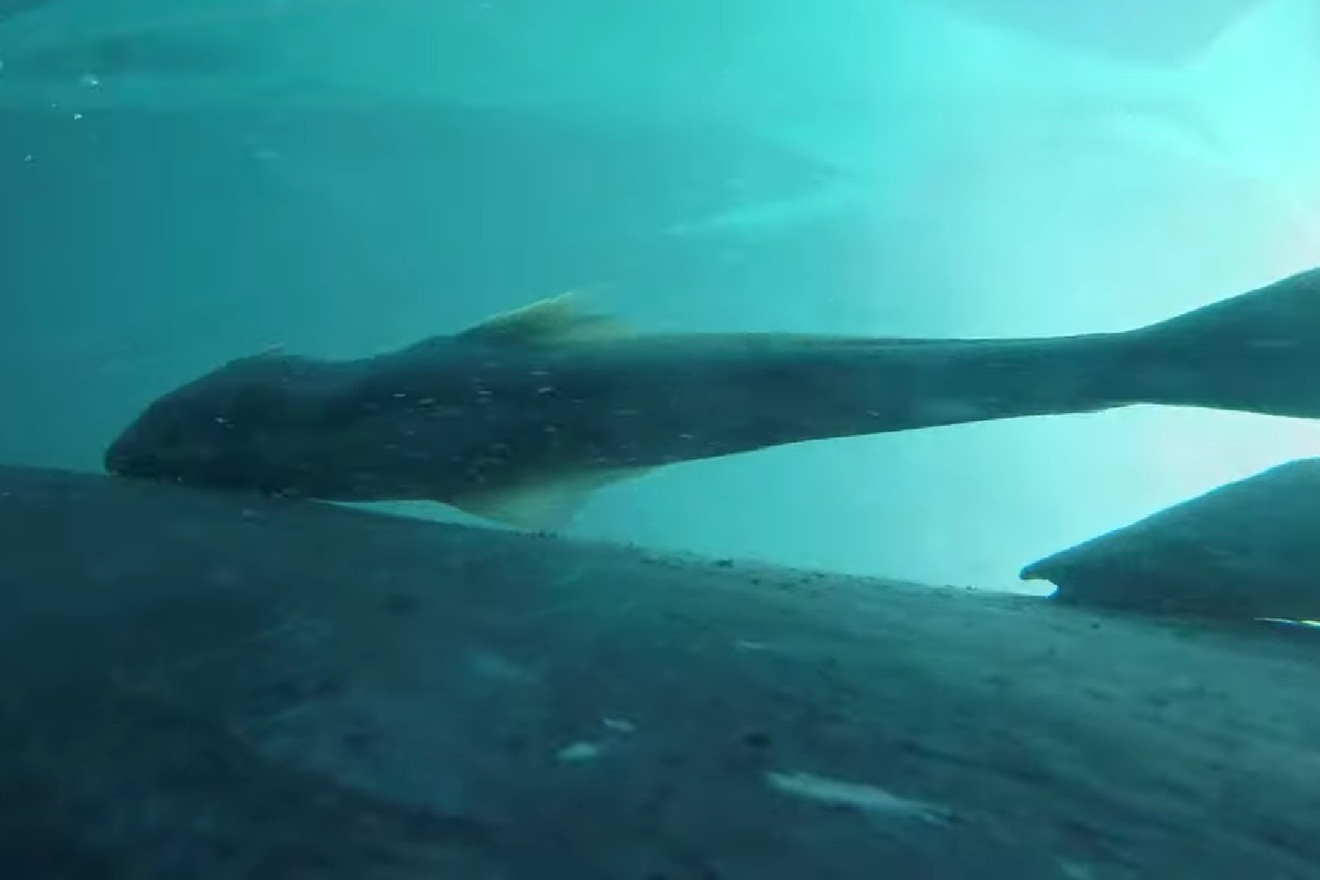 Biolozi postavili kamere na tijela masivnih morskih nemani: ‘Pa nešto ih cijelo vrijeme prati’