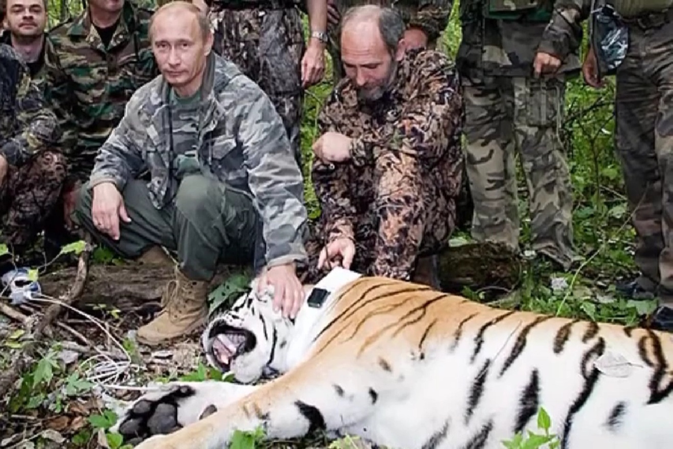 Tigrovi izašli iz šume i počeli ubijati ljude: Stručnjaci šute zbog Putina