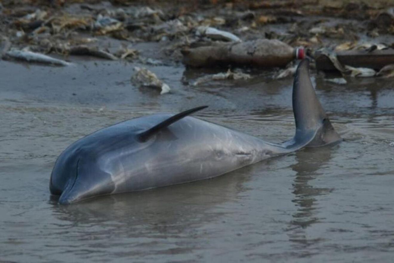Otkriven uzrok katastrofalnog pomora riječnih i jezerskih životinja: ‘Ovo je pakao’