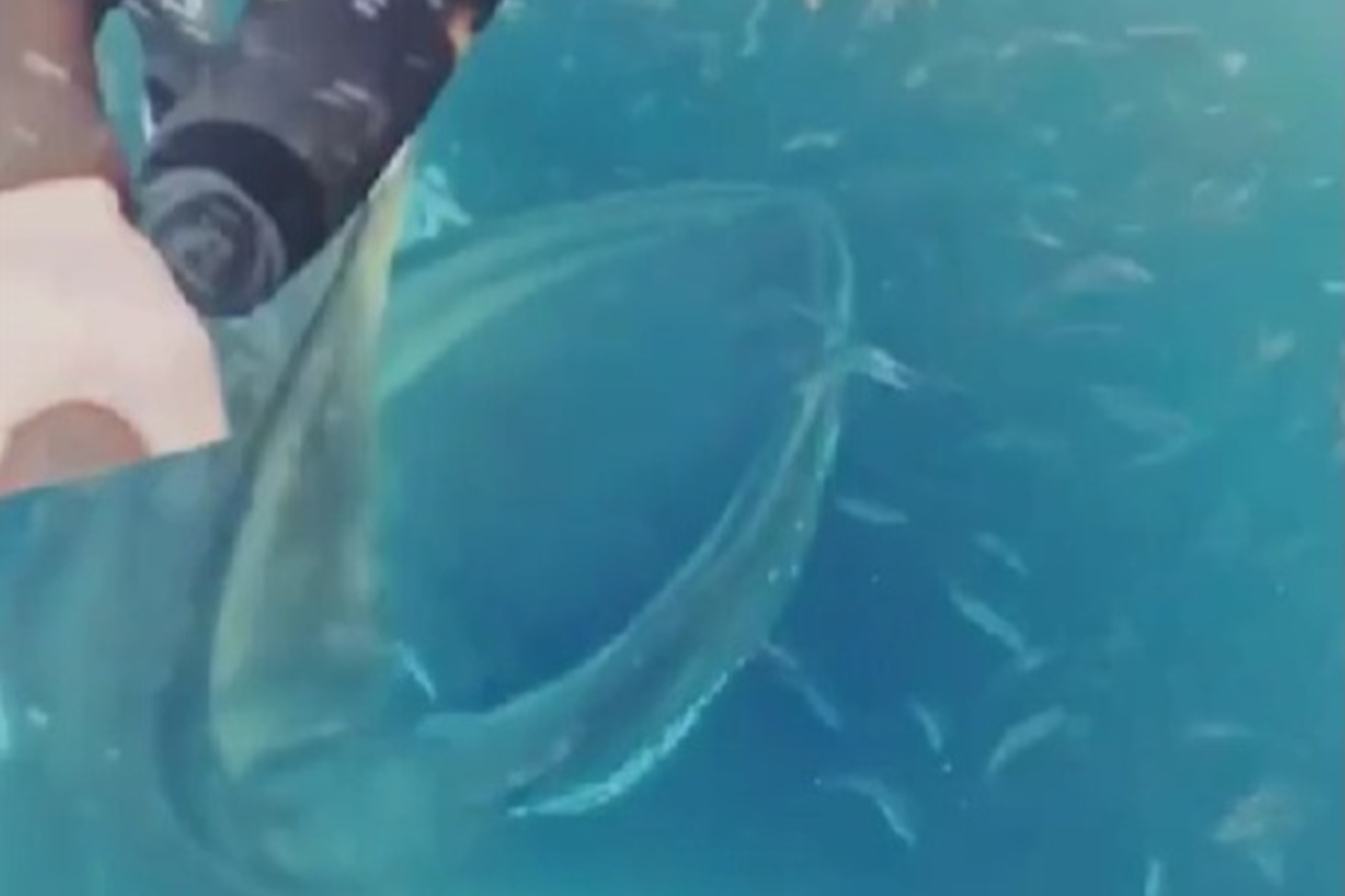 Golemi kit na sjeveru Europe zamalo progutao ženu: Širi se snimka zastrašujućeg incidenta