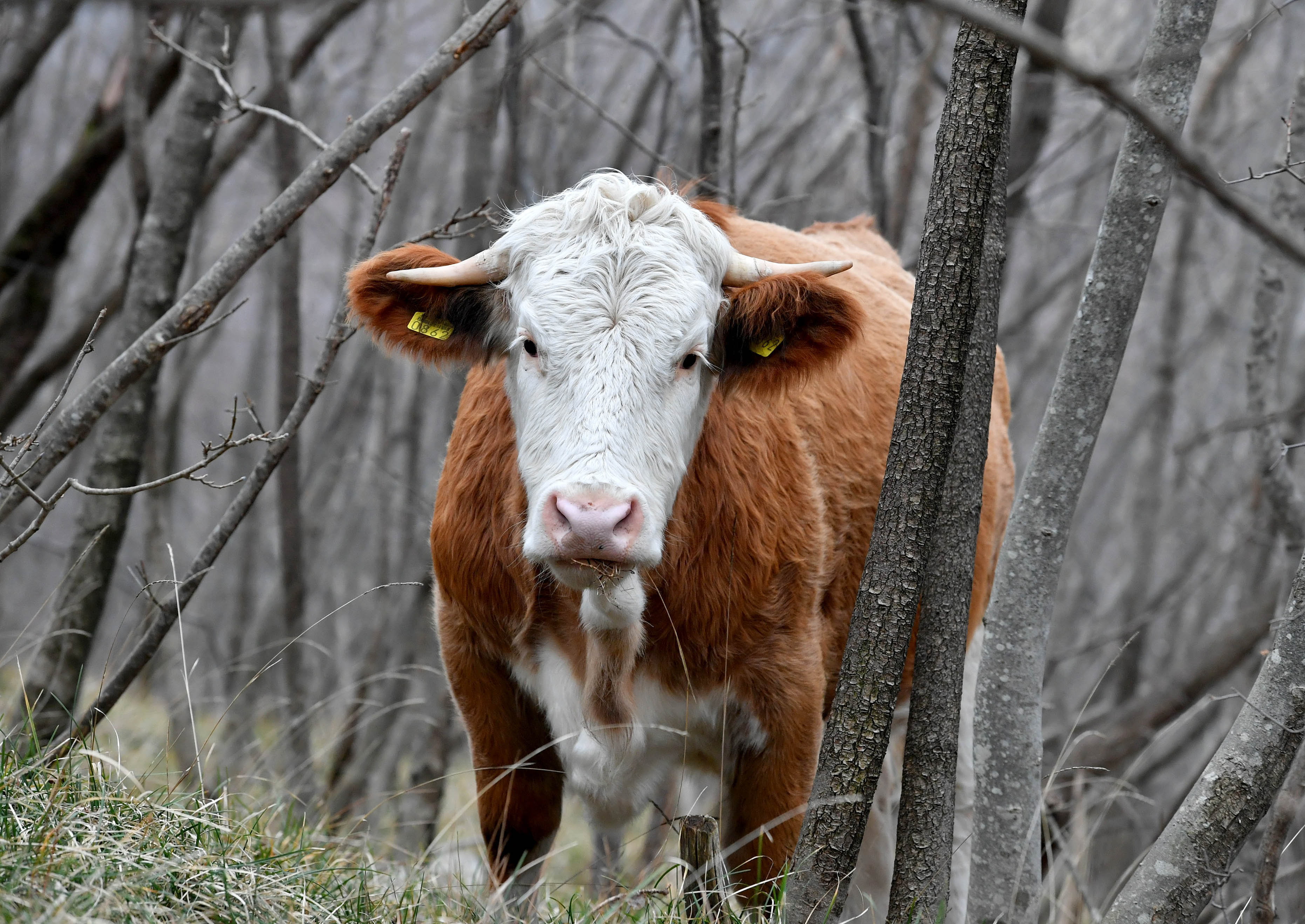 Ubijen je bik Miško