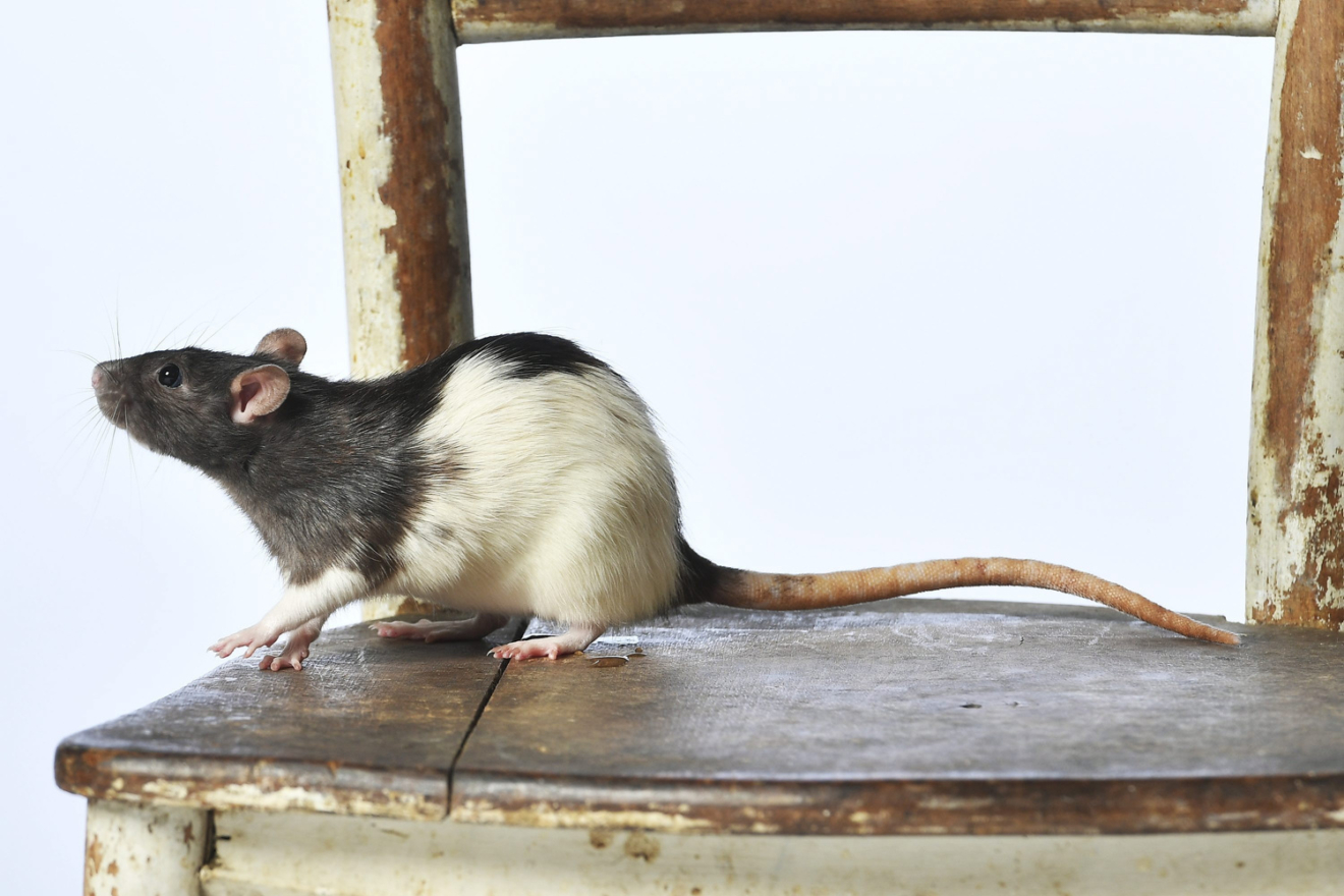 Trik s aluminijskom folijom zauvijek će otjerati opasne glodavce iz vaših kuća