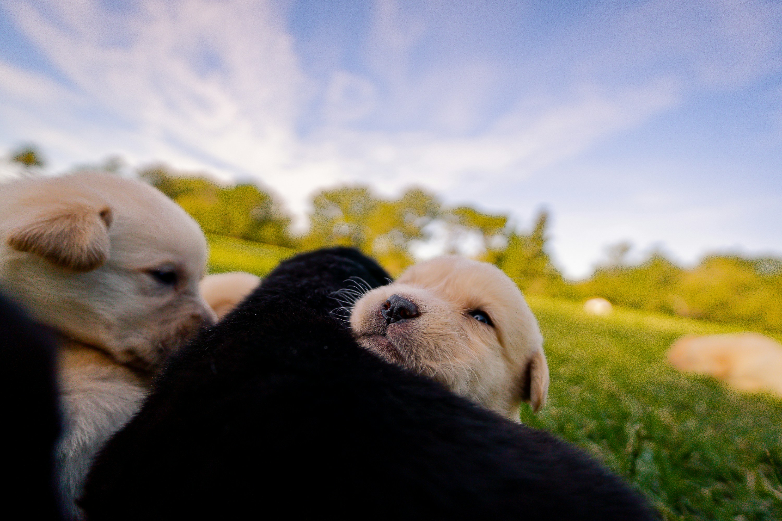 Vaš pas ovo radi svaki dan, niste ni slutili zašto
