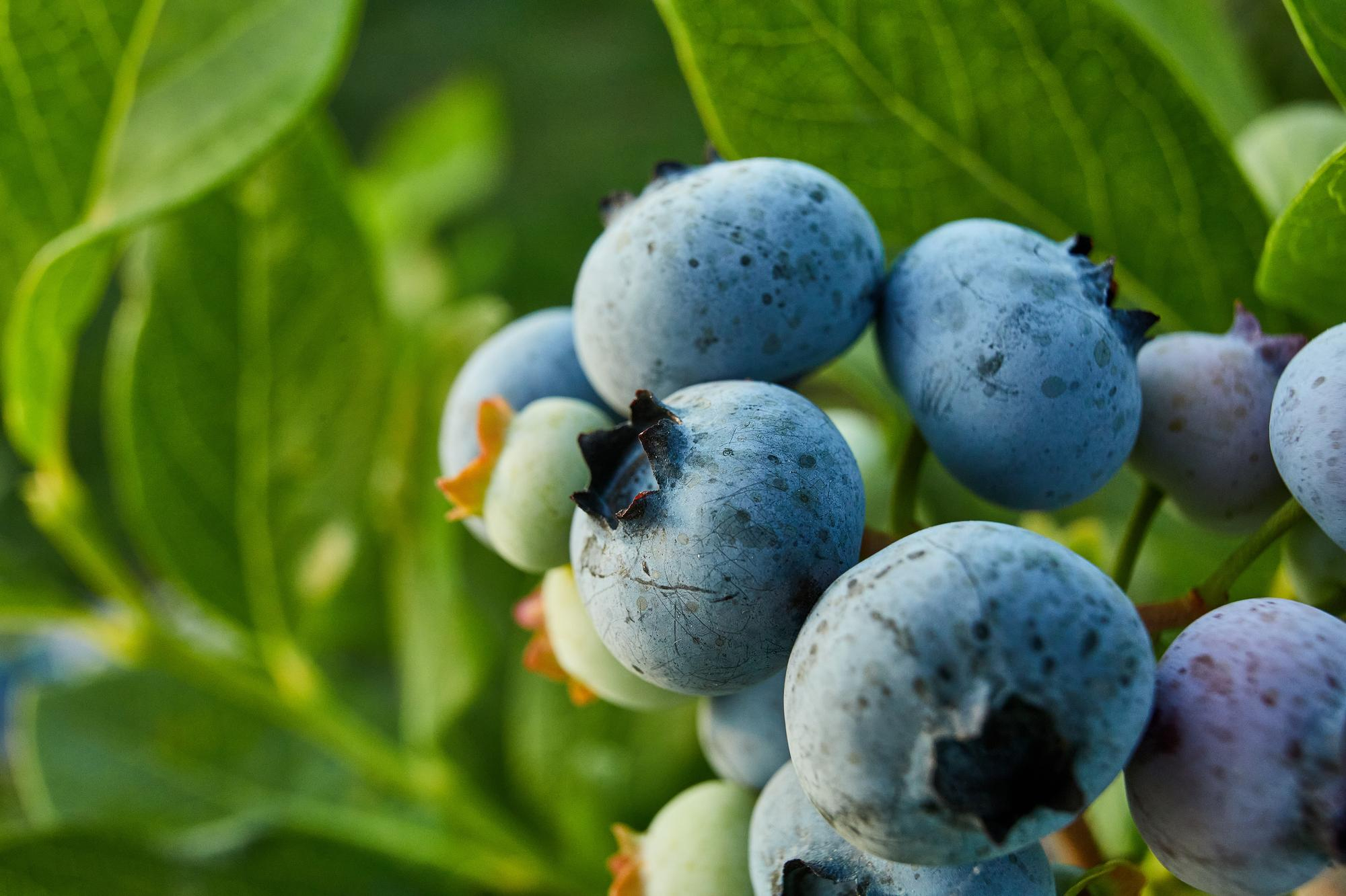Posadite borovnice na balkonu na lak način: Od svibnja do kolovoza berite sočne, domaće proizvode