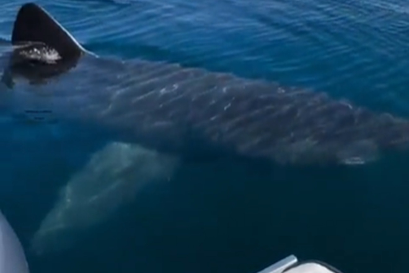 Širi se strašan video gigantskog morskog psa: Stručnjaci razotkrili istinu o golemoj nemani