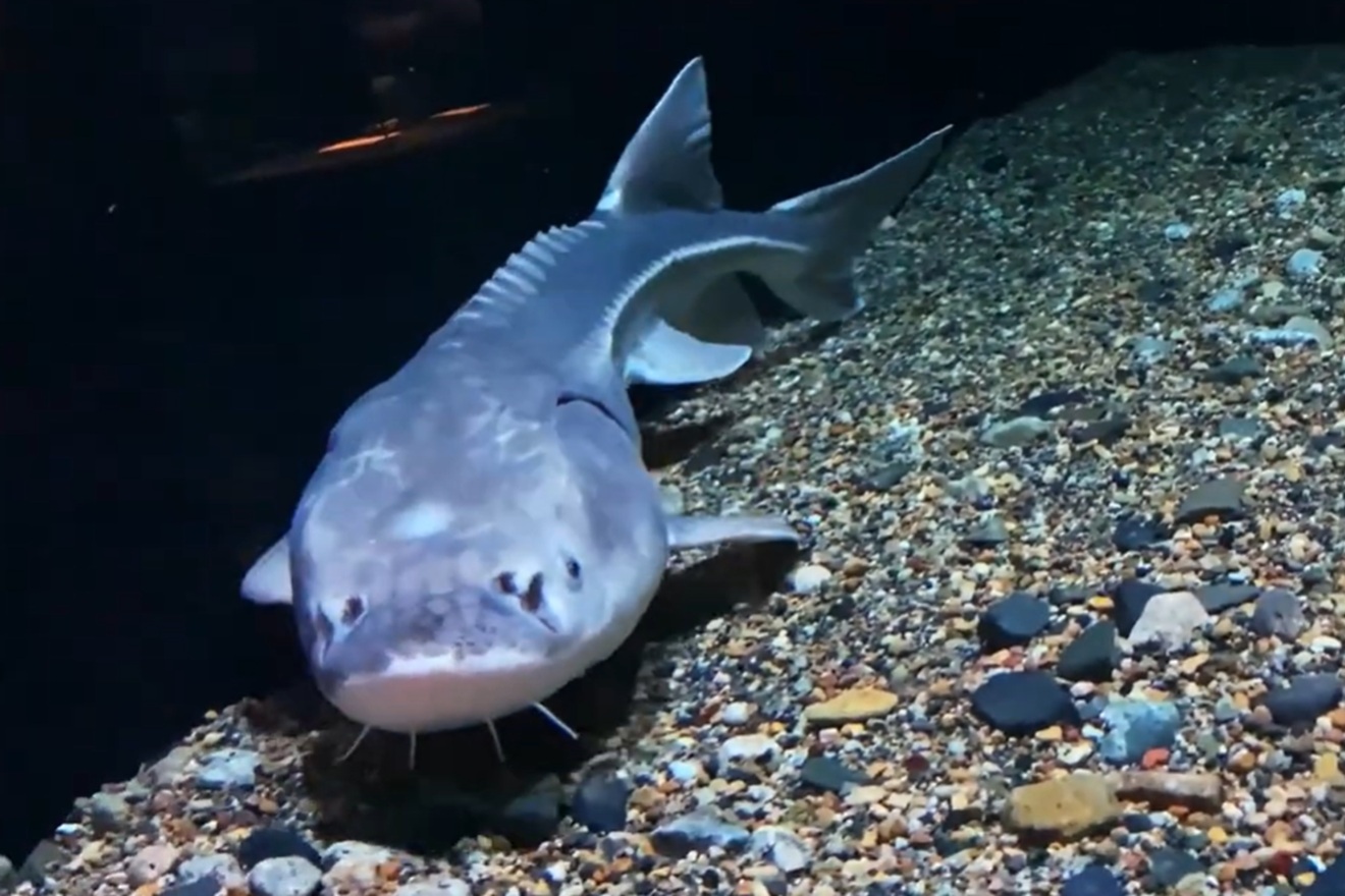 Rijeke ostaju bez života: Slatkovodne ribe pred izumiranjem, milijuni u opasnosti