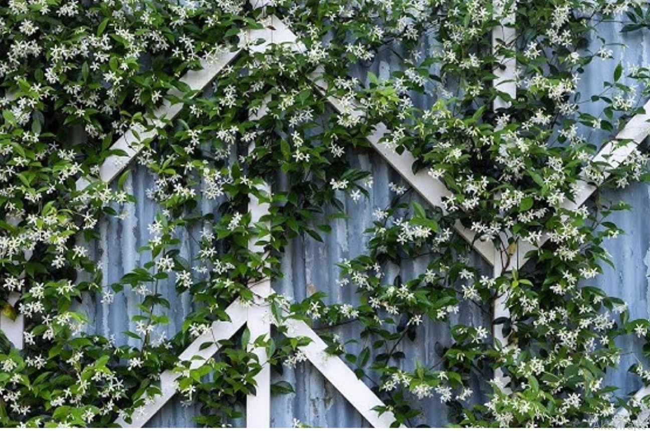 Past ćete na stražnjicu od sreće kad vidite kako vam ova biljka donosi miris u dvorište