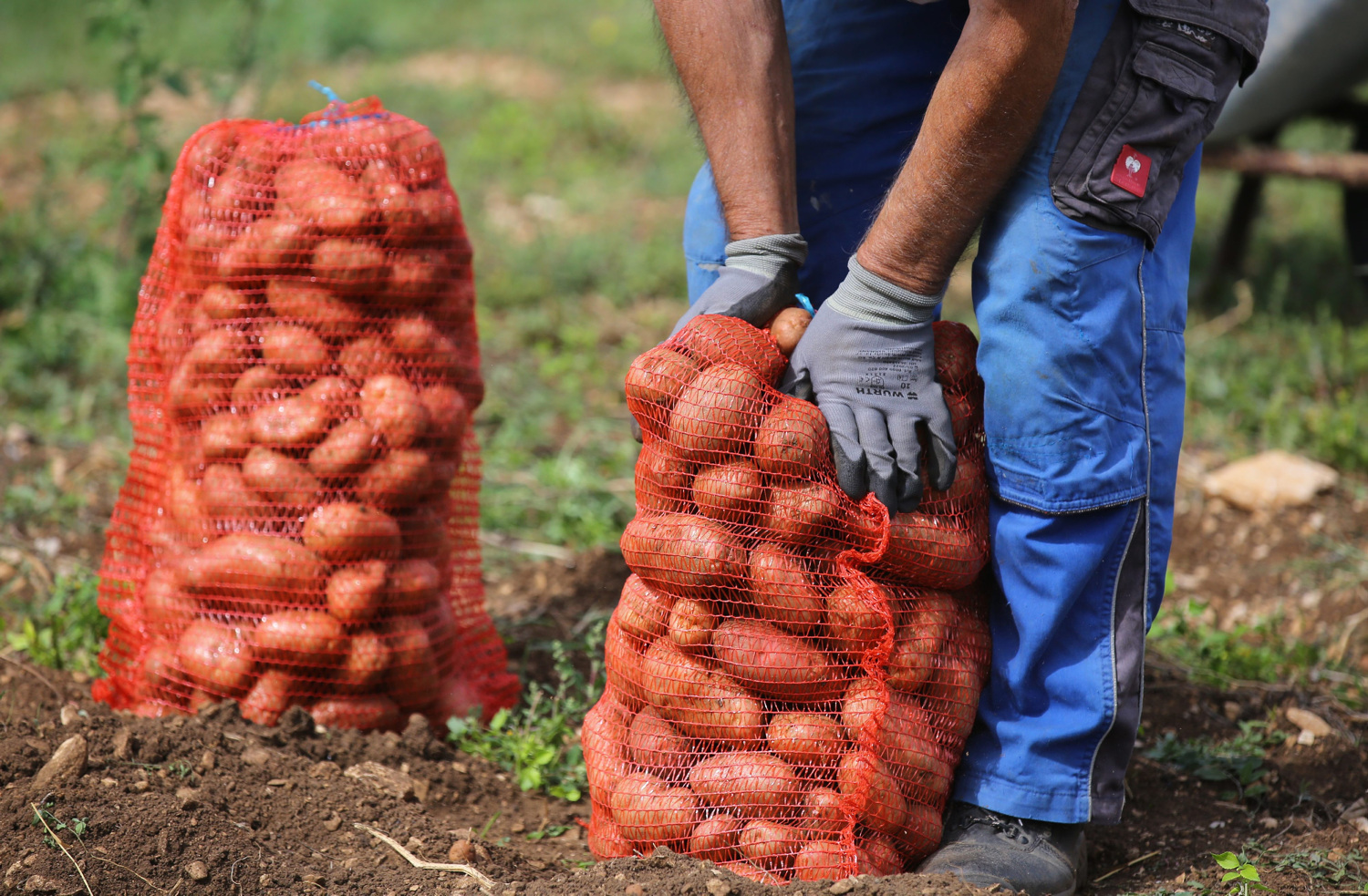 U trgovinama se pojavio krumpir za kojim će Hrvati poludjeti: ‘Za lijene domaćice’