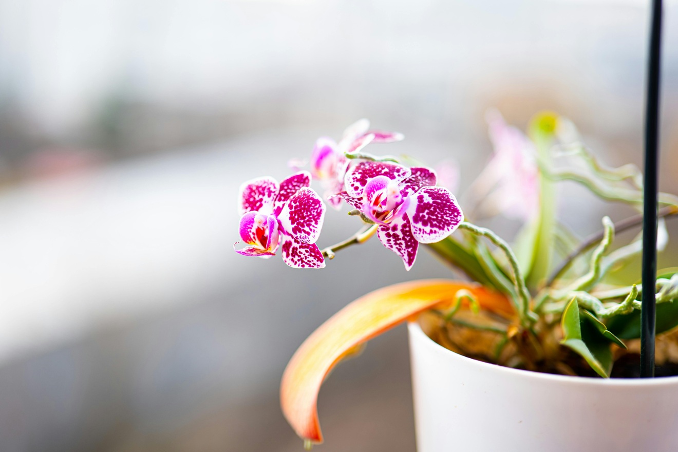 Sobne biljke cijele godine bujaju kao ljude ako u proljeće dodate jednu stvar