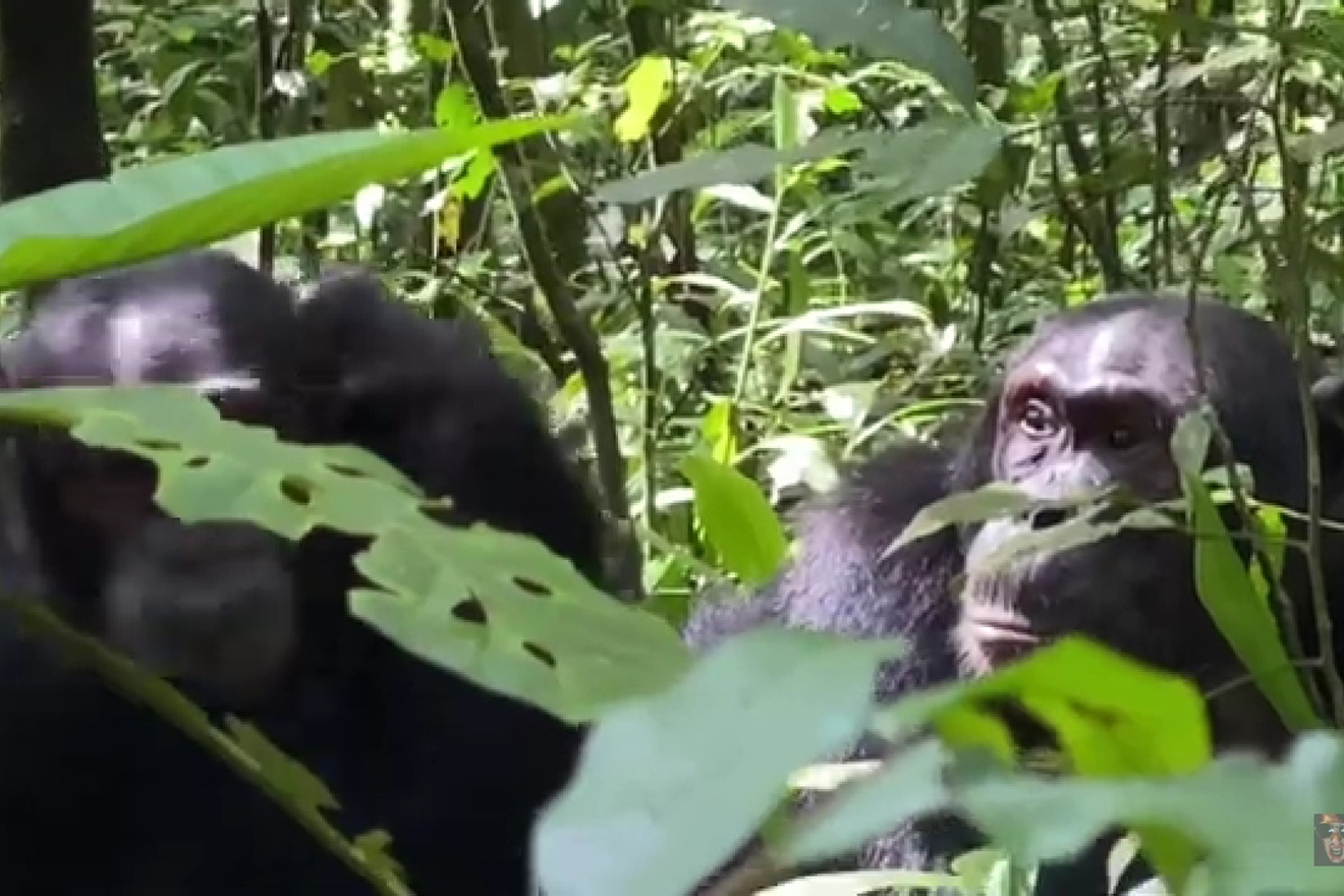 Majmuni vode krvav građanski rat: ‘Najveći broj žrtava čine mladunci’
