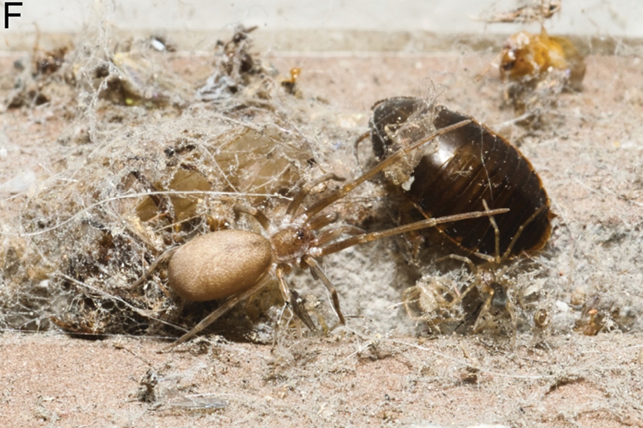 Pauk jeziva izgleda jede plijen šest puta veći od njegova tijela: Mogao bi pomoći ljudima