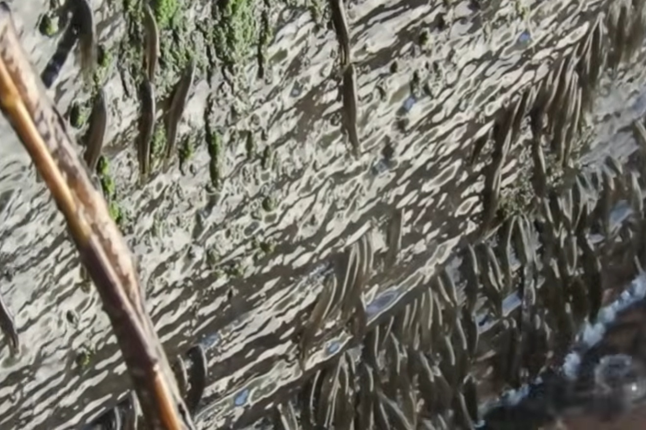 Ove ribe penju se po 15 metara visokoj stijeni: Snimke djeluju nestvarno