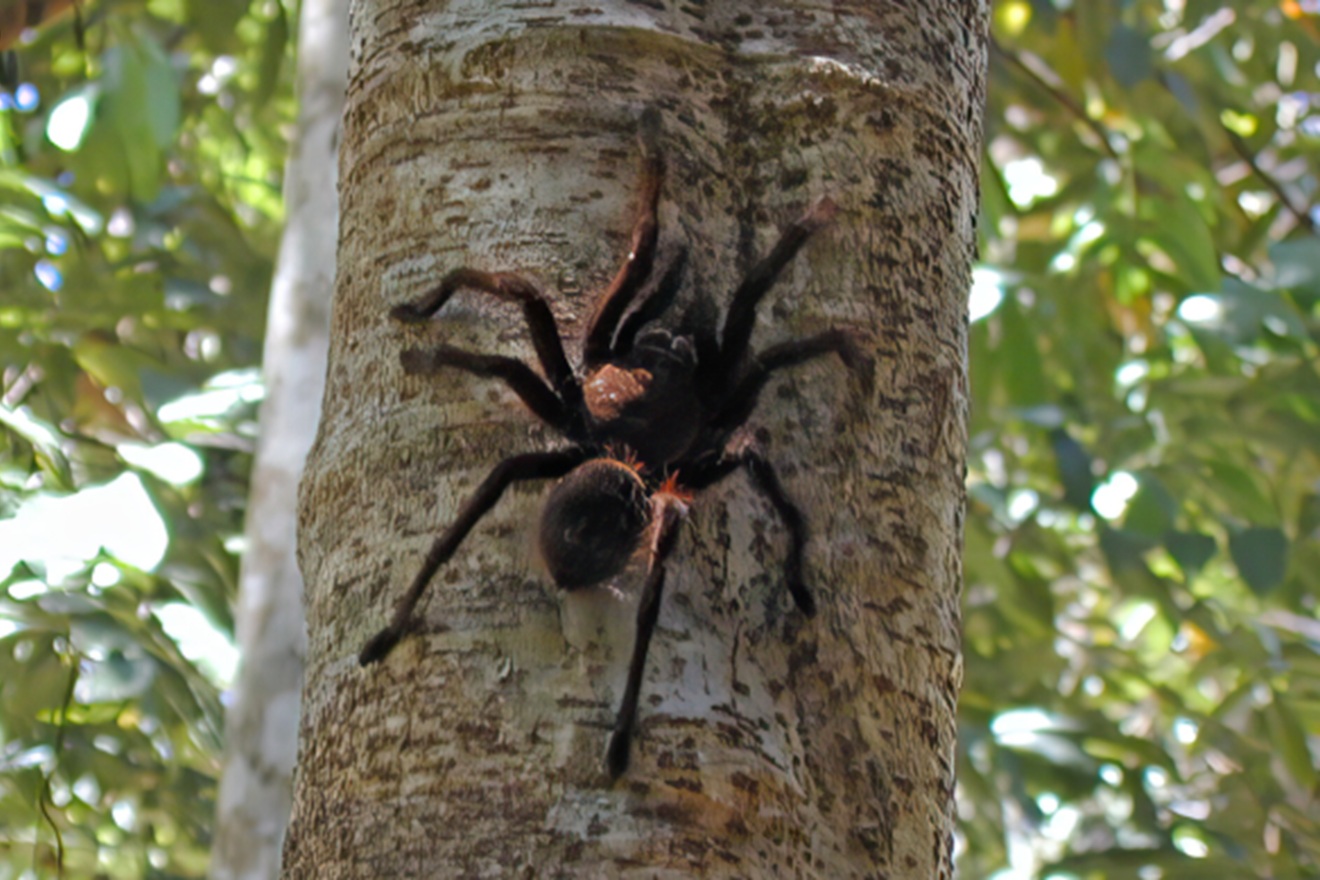 Biolozi otkrili nevjerojatne sposobnosti pauka: ‘Pametniji su no što smo mislili’