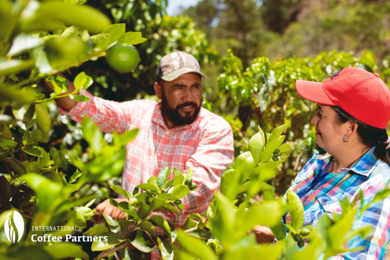 International Coffee Partners: 25 godina podrške obiteljima i zajednicama koje se bave uzgojem kave