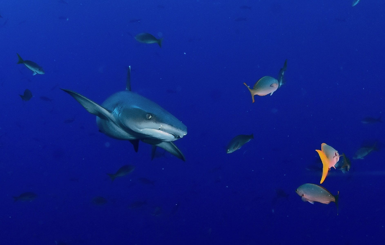 Grdosija kod Brača: Morski pas zaprepastio ribare, ispovraćao sabljarku od 20 kilograma