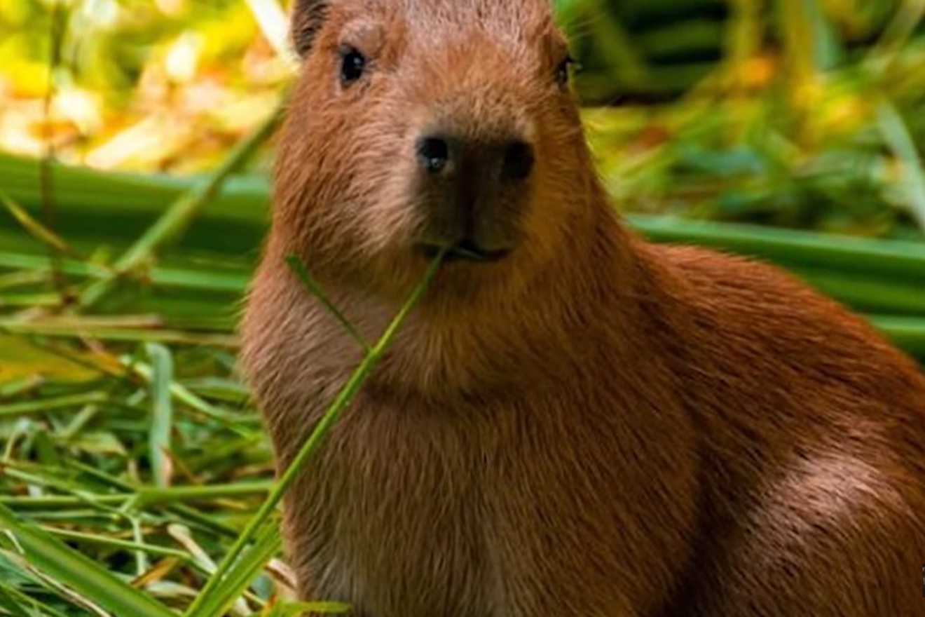 Najveći glodavac u povijesti Zemlje imao je oko pola tone: ‘Bio je pravi tenk’