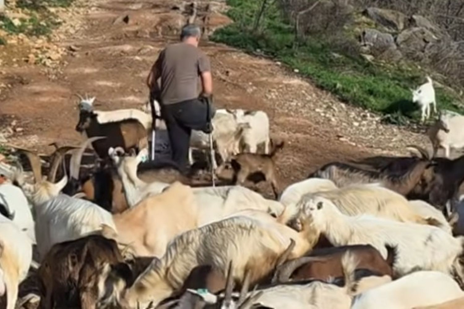 Priča od koje ćete ostati nijemi: Hercegovac bez noge drži 150 koza i traži treću ženu