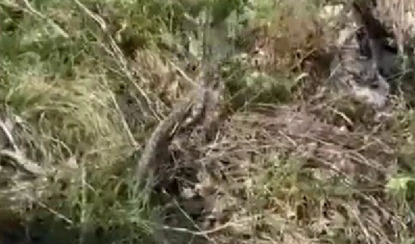 Na Velebitu snimljen rijetki ‘ples’ poskoka: ‘Na ovome bi nam zavidio National Geographic’