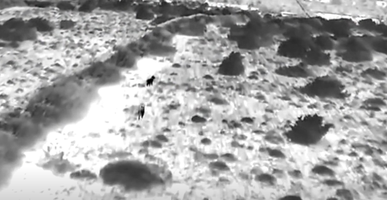 Na Pagu svakodnevno vode borbu s opakim zvijerima: Nude 1000 eura za svakog ustrijeljenog