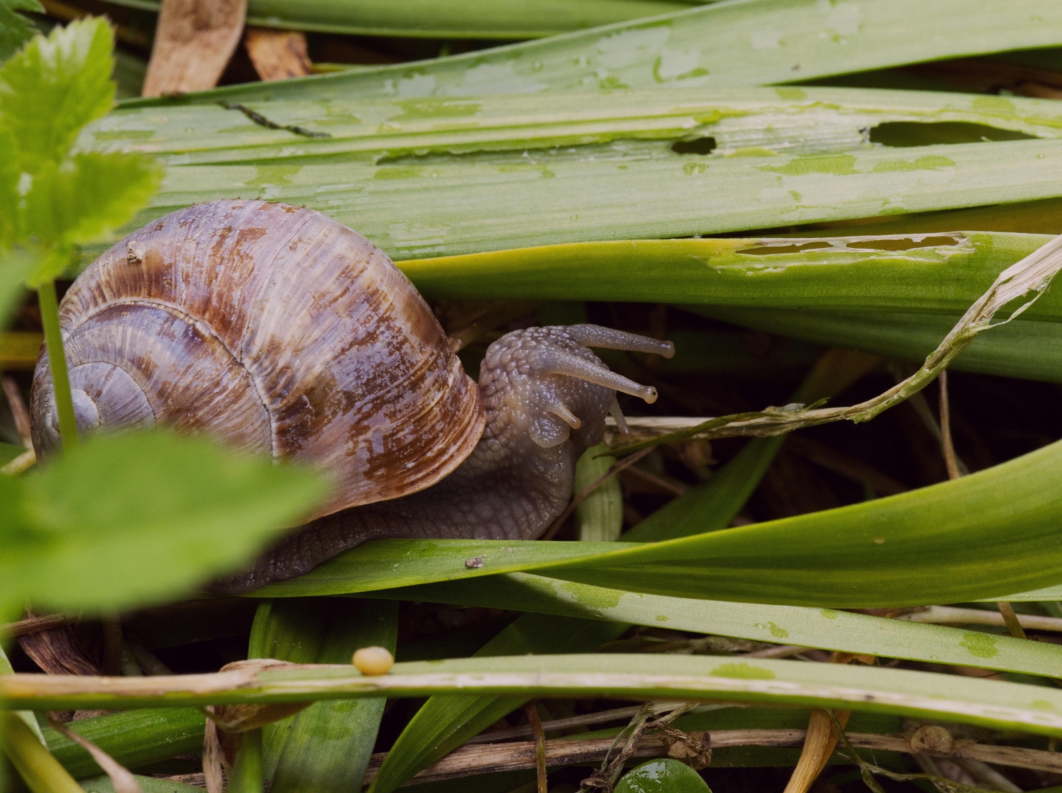 Puževi ih mrze više od  svega: Stavite ih u vrt i neće prići vašim biljkama
