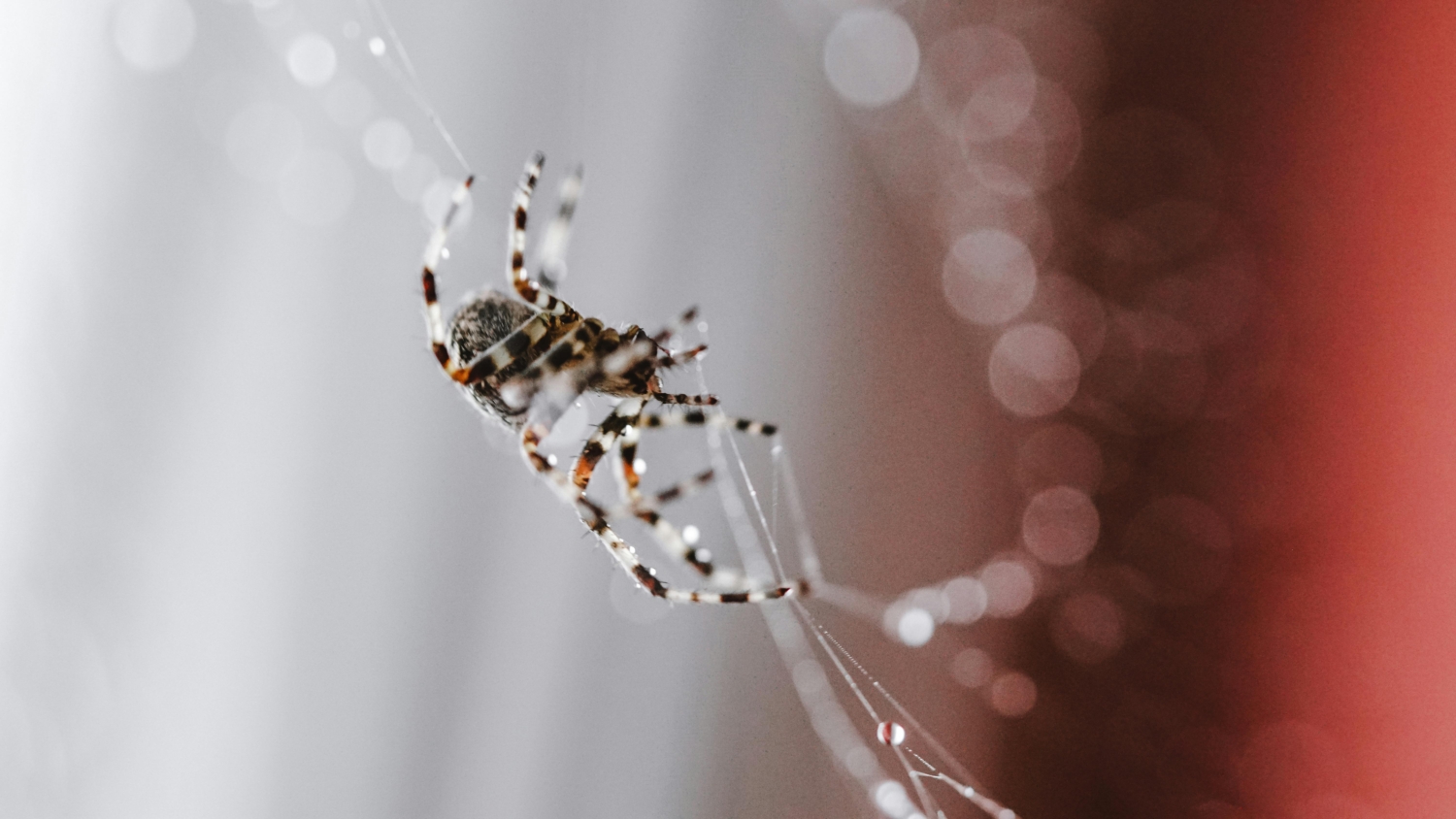 Riješite se paukova u kući uz pomoć jednostavnog trika: Potrebna su vam samo 3 sastojka