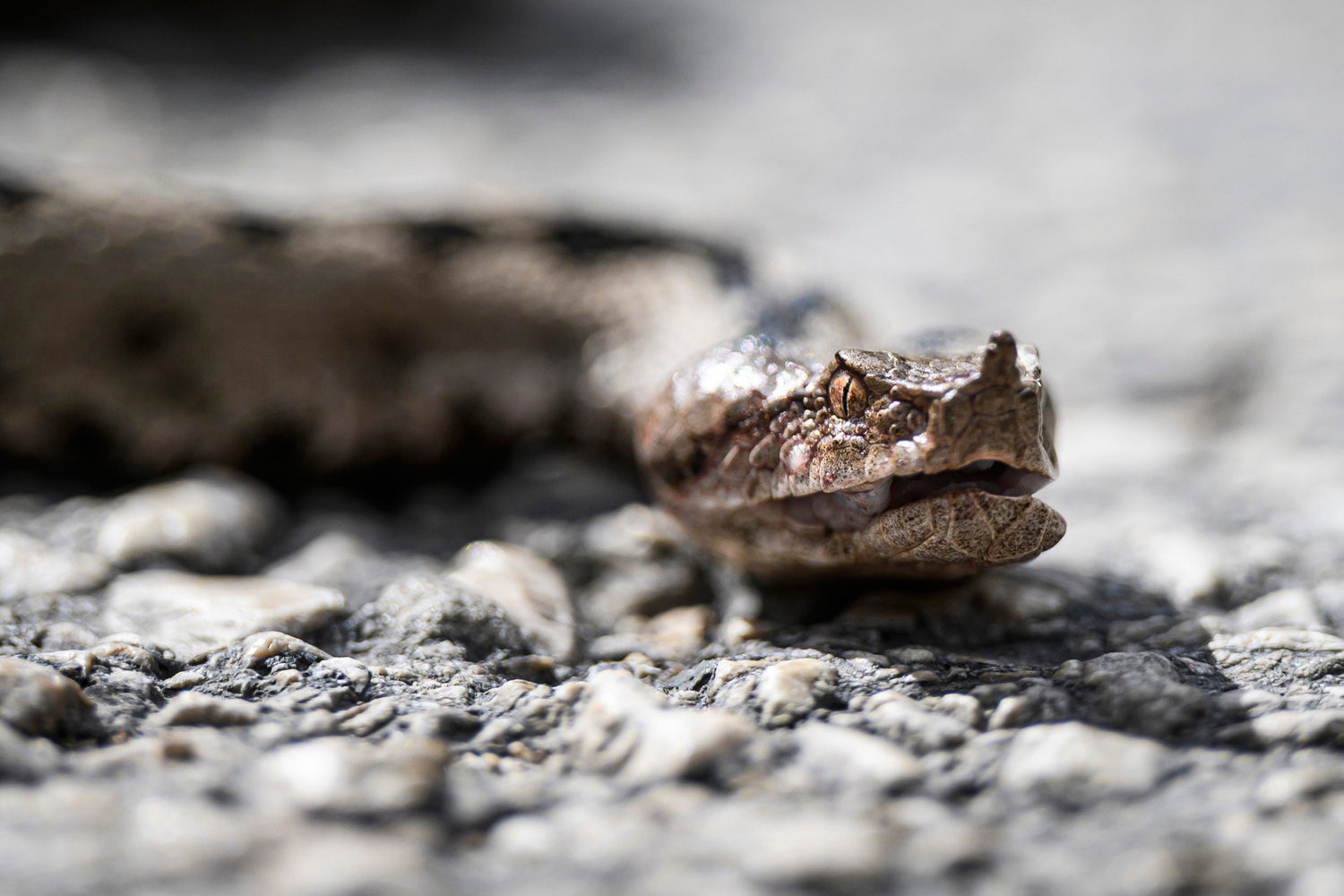 Opasne zvjerke opsjedaju hrvatski otok: ‘Poskoci i ostale zmije boje ih se kao vraga’