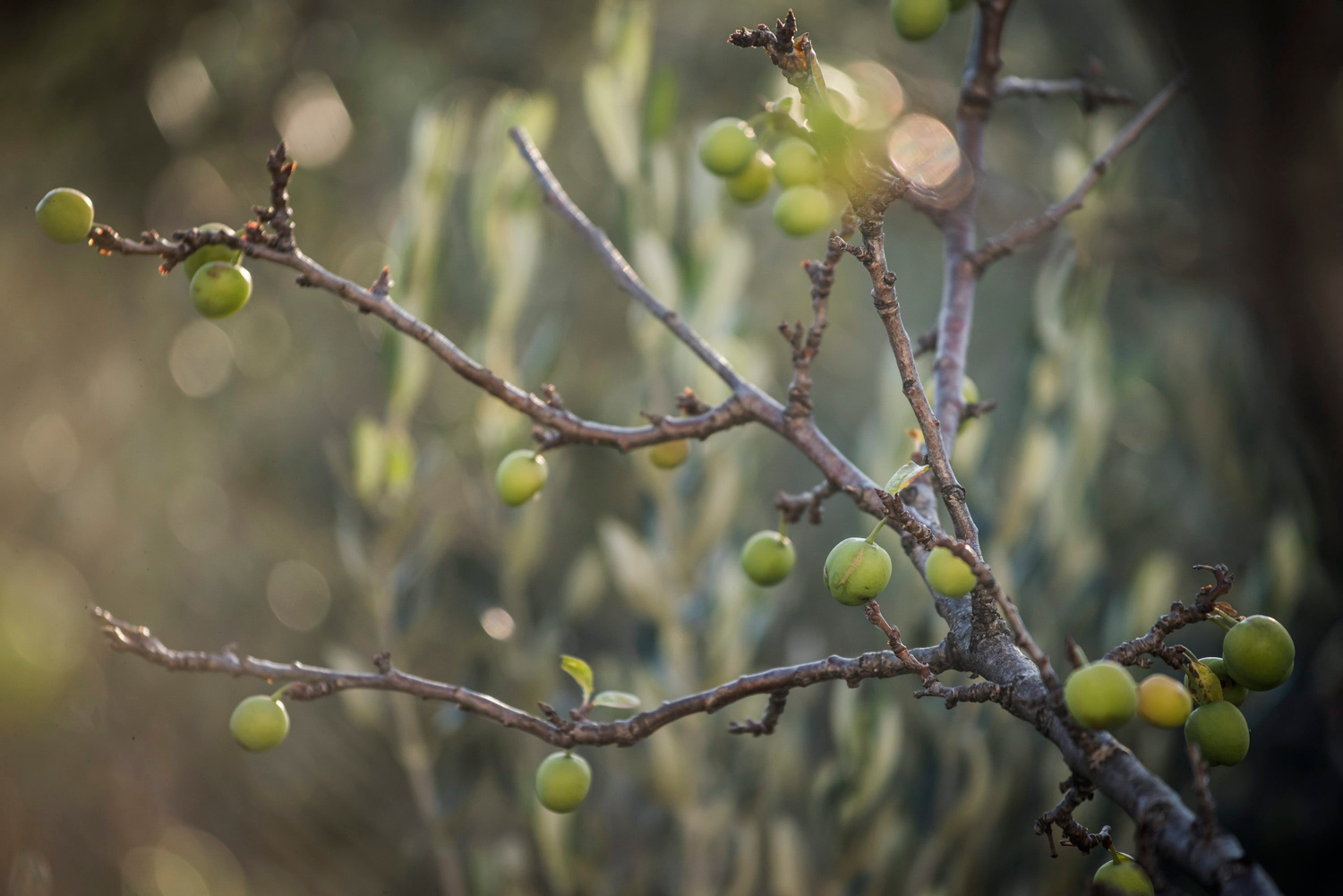 Voćka koju sada mnogi žele na svojim balkonima: Lako se uzgaja i jednostavno održava