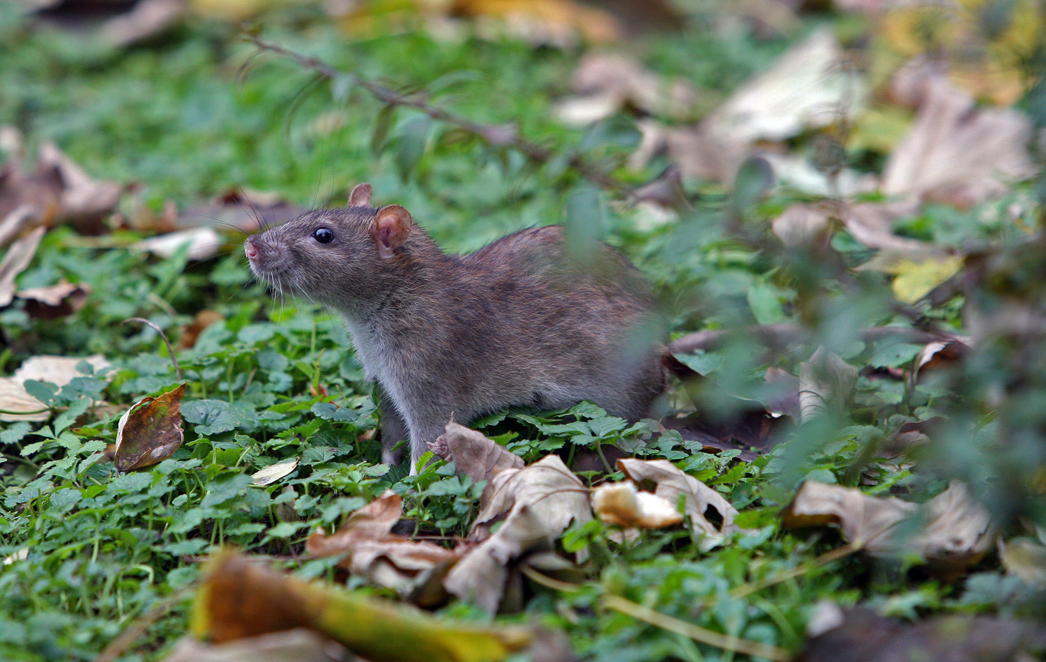 Stručnjak opisao metodu kako se obraniti od štakora zauvijek: Traje 60 sekundi