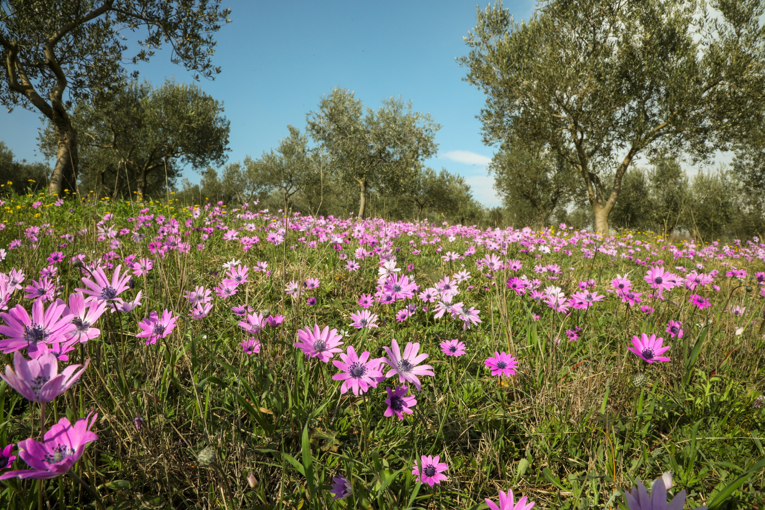 Ljudima se savjetuje da u svibnju nikako ne kose travu, rezultat će mnoge oduševiti