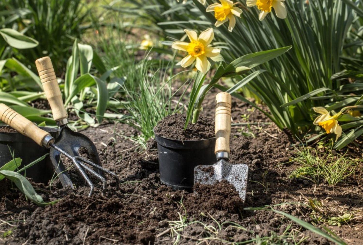 Jednostavan trik pretvorit će vaš vrt u pravi raj: Ako ovo ne znate, uzalud se trudite