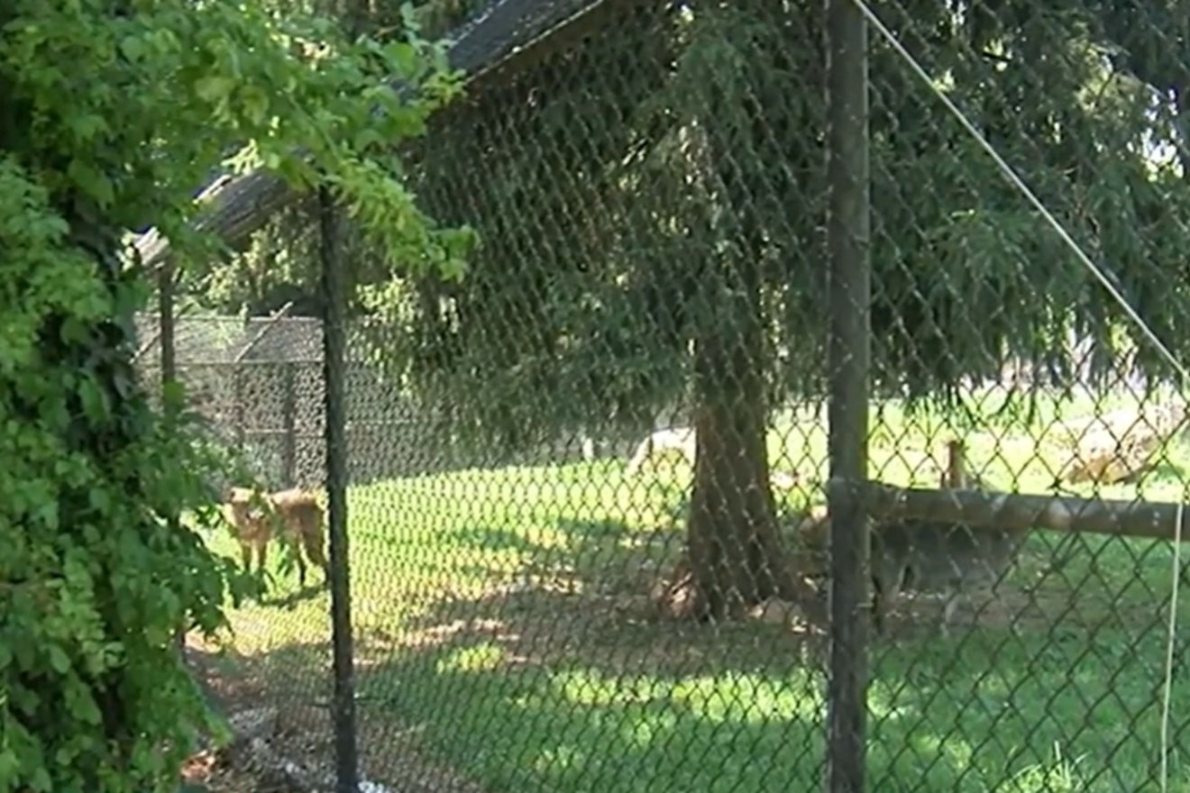 Horor u zoološkom vrtu: Dijete se provuklo do nastambe s vukovima, uslijedio obrat