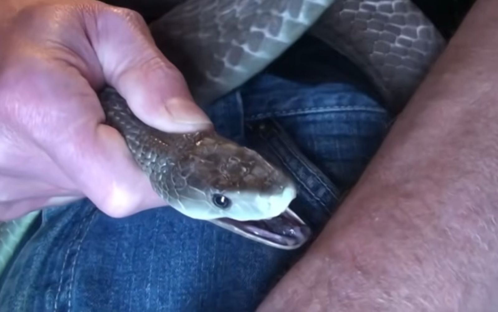 Pustio da ga ugrize više od 200 zmija, i to namjerno: Zaprepastit će vas kad čujete zašto