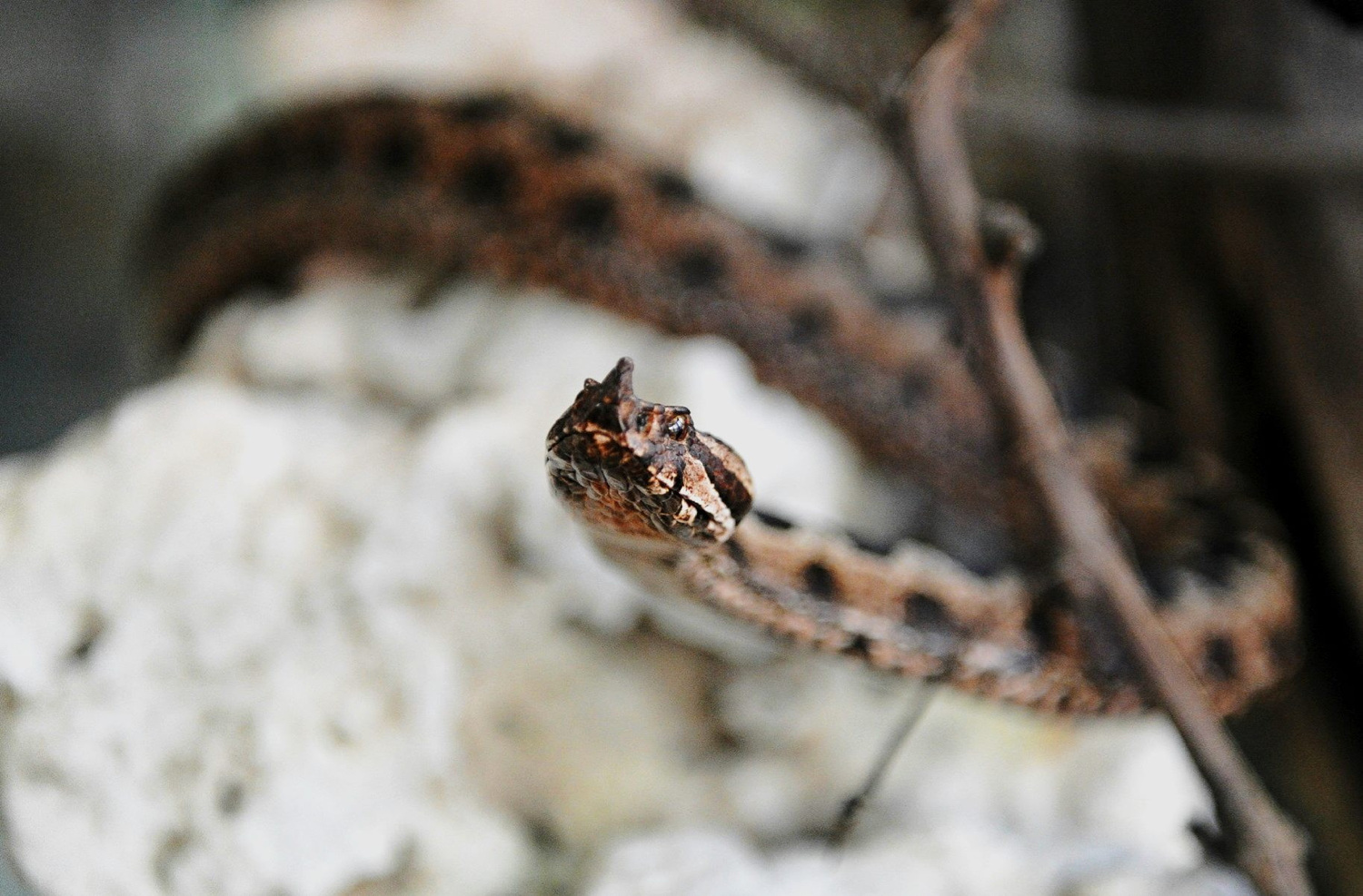 Dobro pogledajte imate li ove predmete u blizini doma ili dvorištu: Zmije navaljuju na njih
